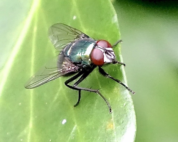 house fly